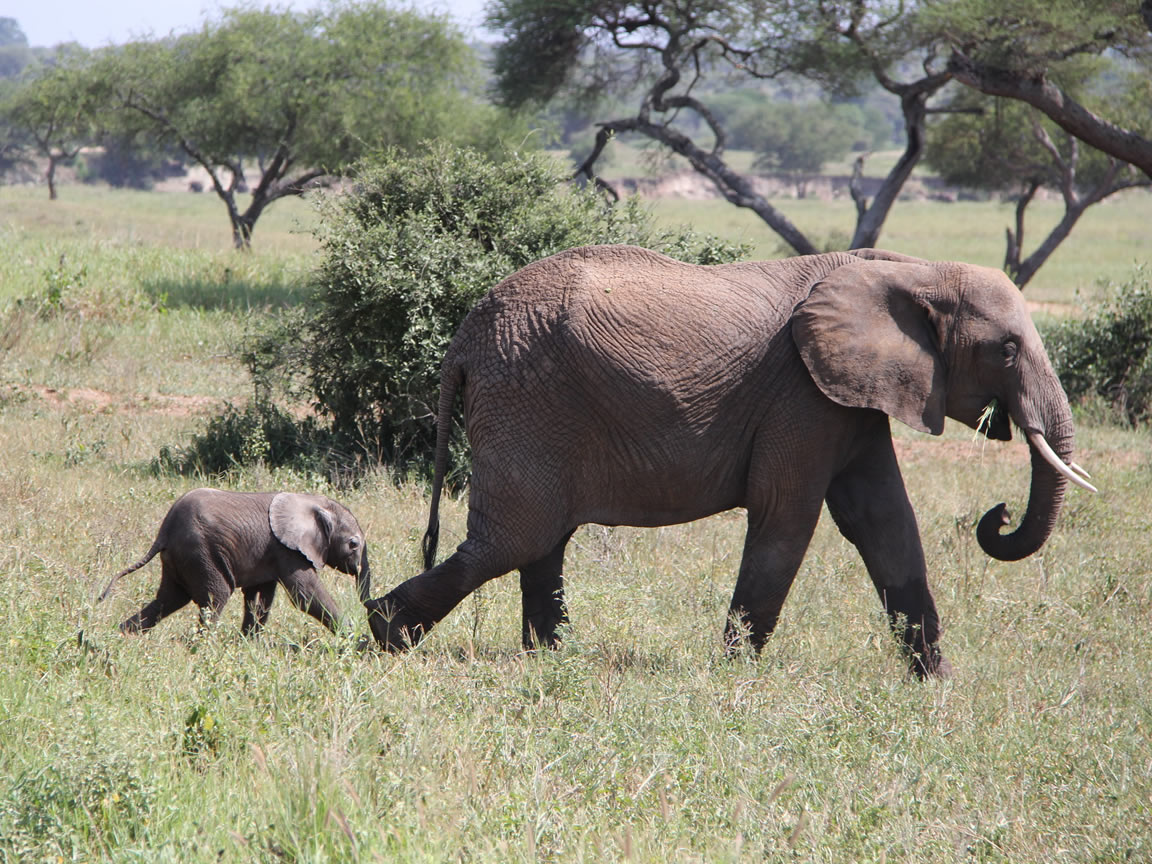 elephants-tour-africa-travel